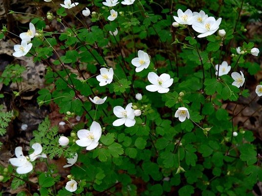 {Enemion biternatum}